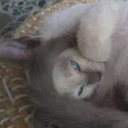 たまの画像