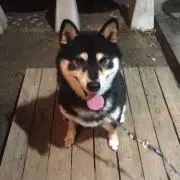 ムサシの画像