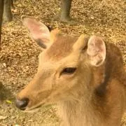 ラッキーの画像