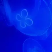 Pontaの画像