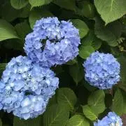 ちゃ