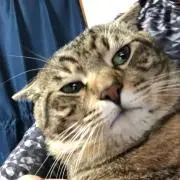 ちゃんまる