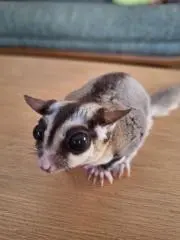 むぎの画像