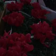 ねこ