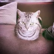 あめ