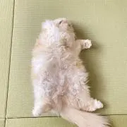 ころもの画像
