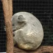 masa