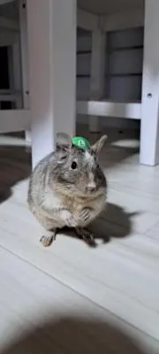 はりー