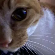 ライトの画像