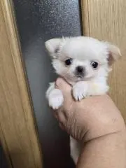 グミまま