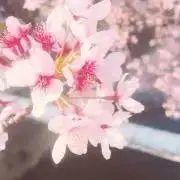 もふさんの画像