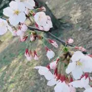 あゆな