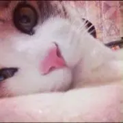 mutsuの画像
