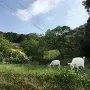 やぎさんの画像