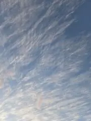 かまきり