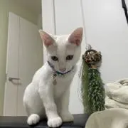 ぼたんの画像