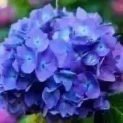 あじさい ☆プロフ必読☆の画像