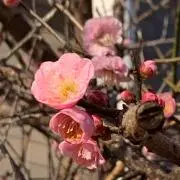 みみ♡の画像