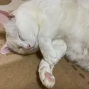 lunaluna
