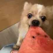 tokkの画像