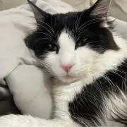 ざれんの画像
