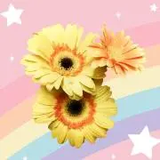 Image of 万心まこ★☆24時間以内発送☆★