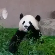白黒熊の画像