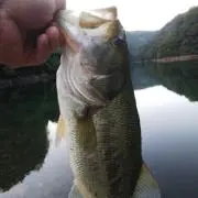 しゃぼちゅう