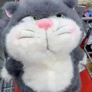 シキチの画像
