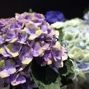 Kokorokoの画像
