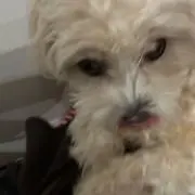やぁの画像