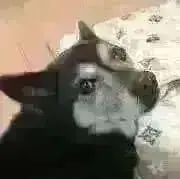 ねぶの画像