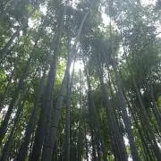 ヤ★スの画像