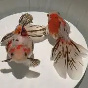 みっちゃん
