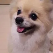 pomeの画像