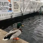とっちゃ