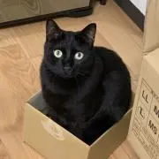 ぴけの画像