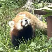 ぽんたの画像