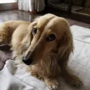 ゆかぽんずの画像