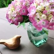 ✤ あんこ ✤の画像