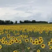 アイリーの画像