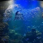 まぃ