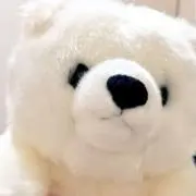 ちわわの画像