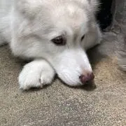 めろんぱんな※購入前プロフ必読の画像
