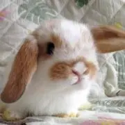 うさこの画像
