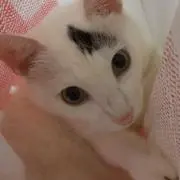 よもちぃの画像