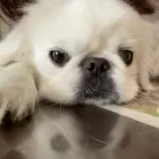 ベリーたんの画像