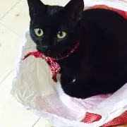 にゃんねーの画像