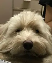 zoe