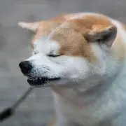 1ozの画像